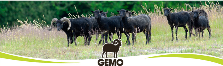 Groupement des Eleveurs de Moutons d'Ouessant