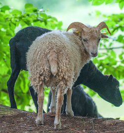 Adhérer au Groupement des Eleveurs de Mouton d'Ouessant