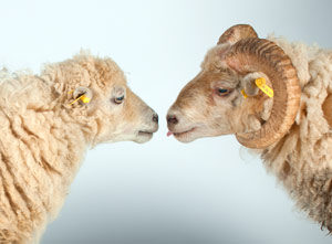 Duo de moutons d'Ouessant