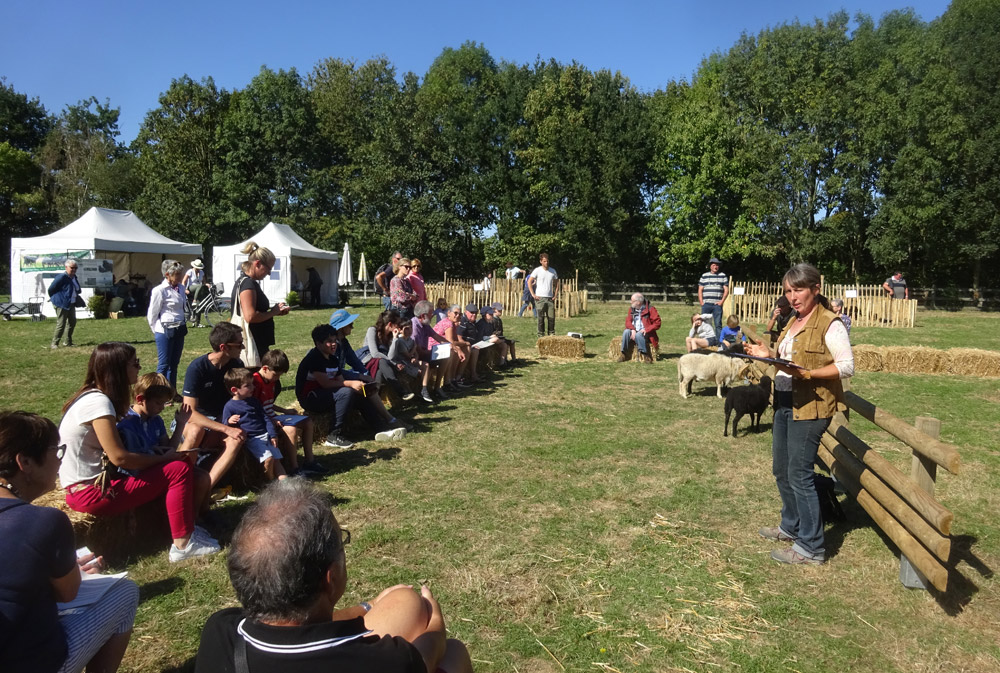 Le concours des enfants du mouton d'Ouessant 2022