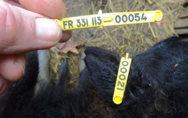 boucle d'identification pour moutons d'Ouessant