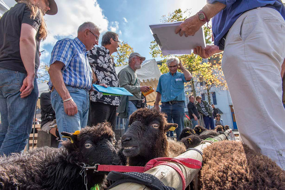 Concours moutons Ouessant