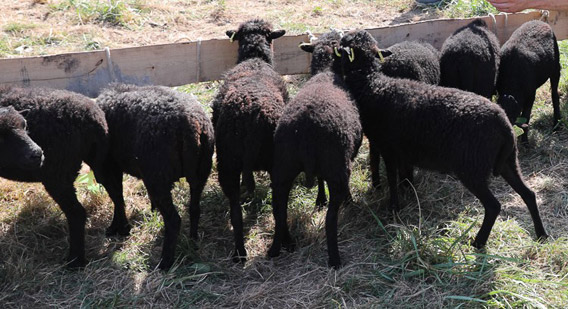 Concours national du mouton d'Ouessant 2018
