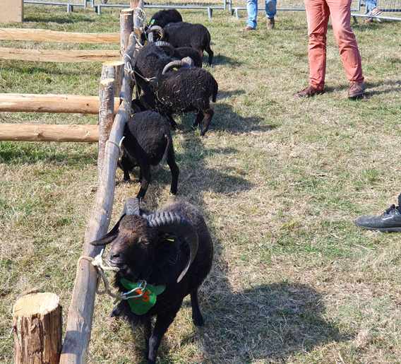 Concours nationale 2019 du mouton d'ouessant