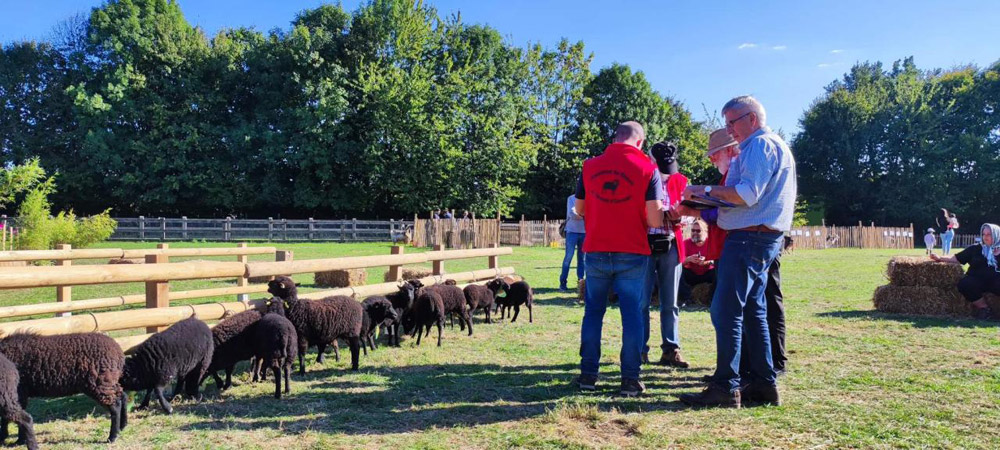 Concours national du GEMO 2022 - moutons d'Ouessant noirs