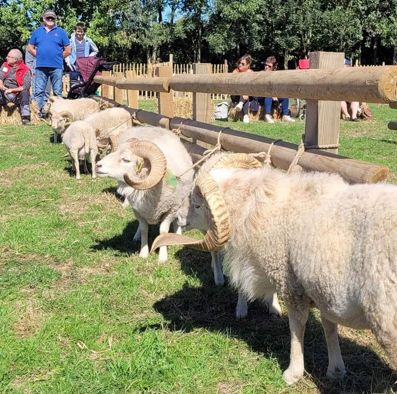 Concours national 2022 du GEMO - moutons blancs