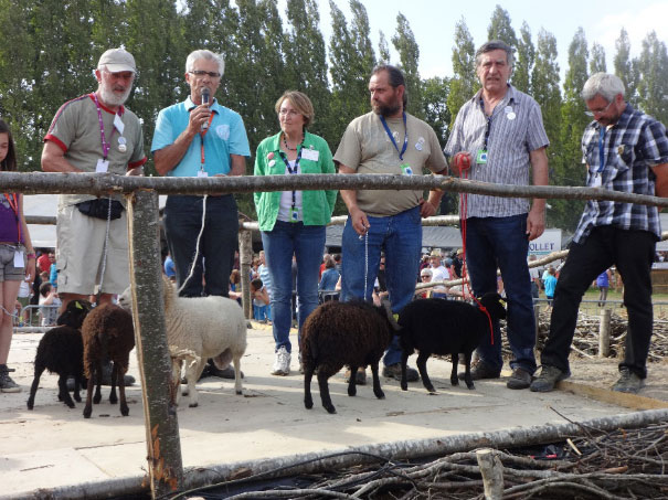 concours 2014 gemo mouton d'ouessant