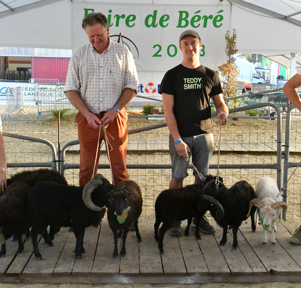 Concours 2023 du mouton d'Ouessant