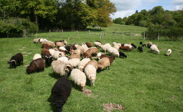 troupeau de moutons d'Ouessant