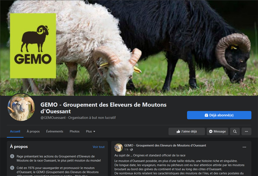 Le GEMO et le mouton d'Ouessant sur Facebook