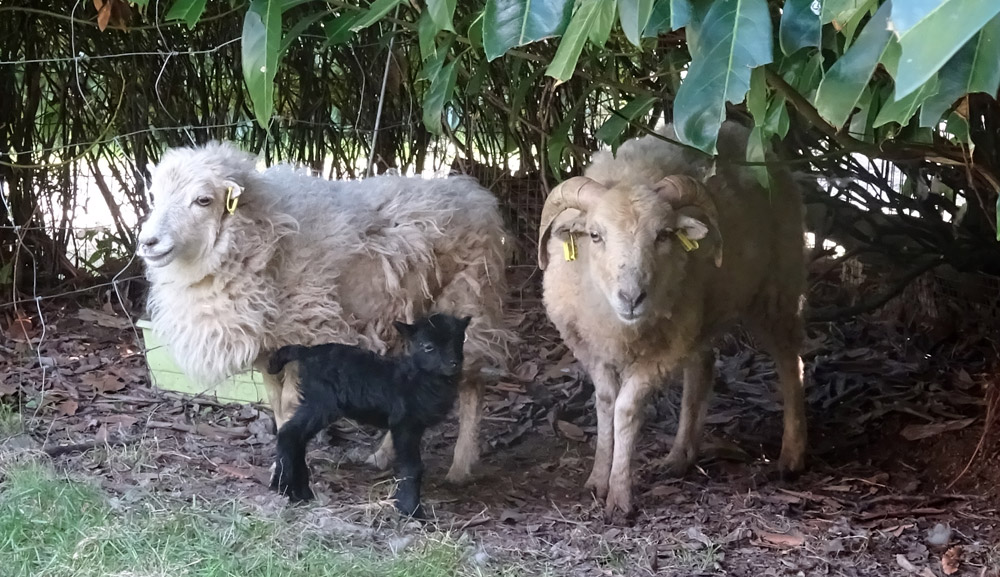 un certificat de naissance pour les moutons d'Ouessant