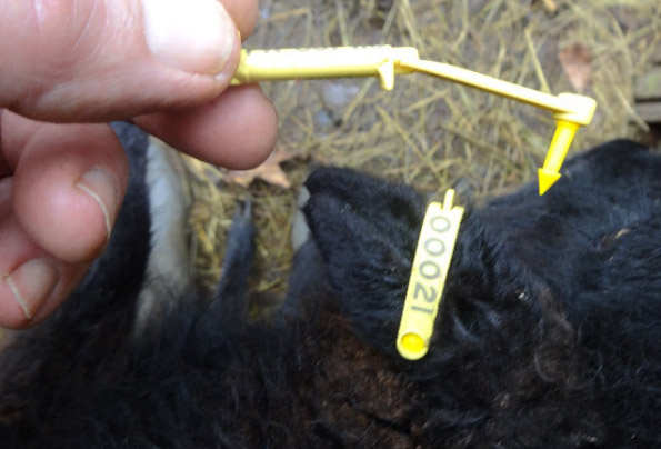 nouvelles boucles d'identification pour moutons d'Ouessant
