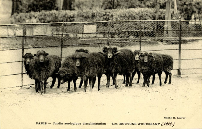 carte postale de moutons d'ouessant au jardin zoologique d'acclimatation