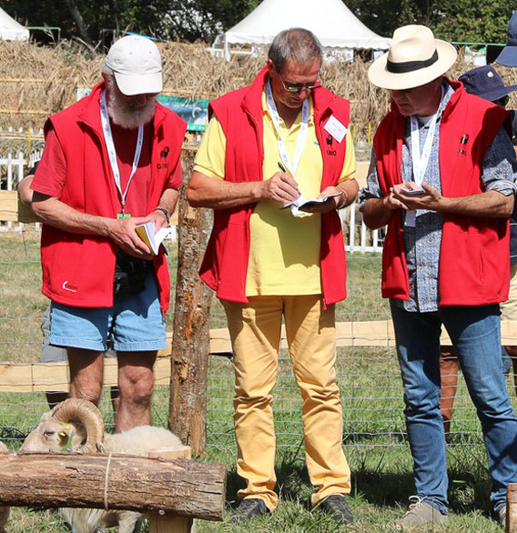 jury du concours national 2018 du mouton d'Ouessant