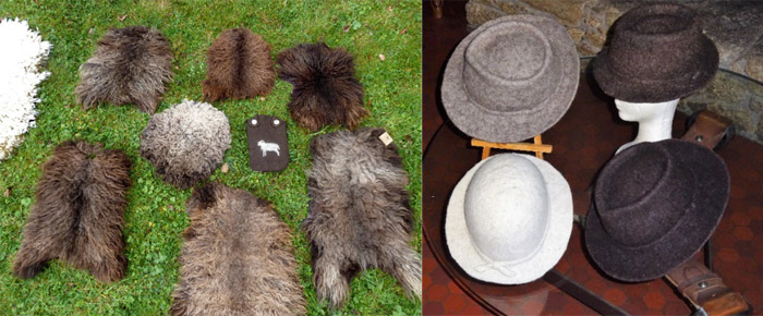 Toisons feutrées et chapeaux en feutre de laine d'Ouessant