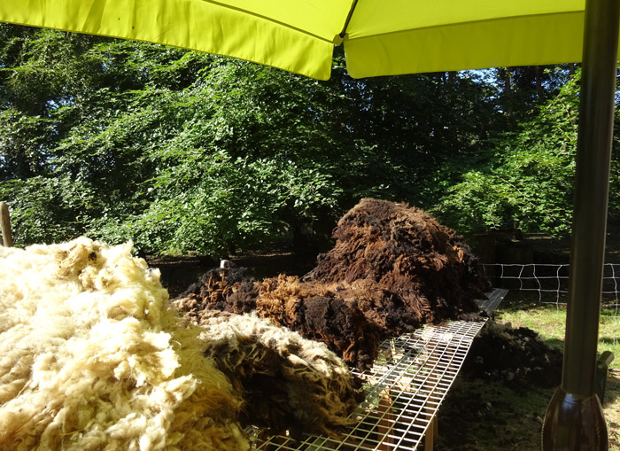 Laine et toisons de moutons d'Ouessant