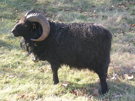 Bélier d'Ouessant noir, photo de Paul Abbé