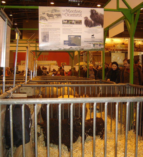 le mouton d'Ouessant au salon de l'agriculture