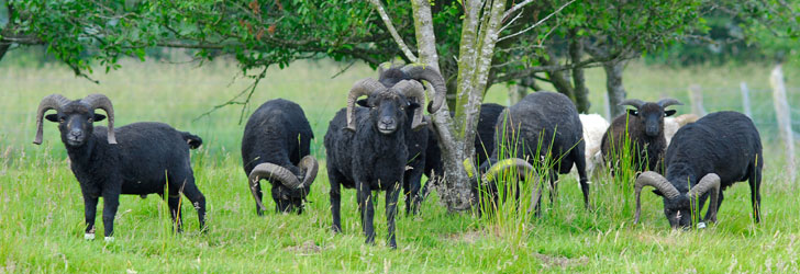 troupeau de moutons d'ouessant