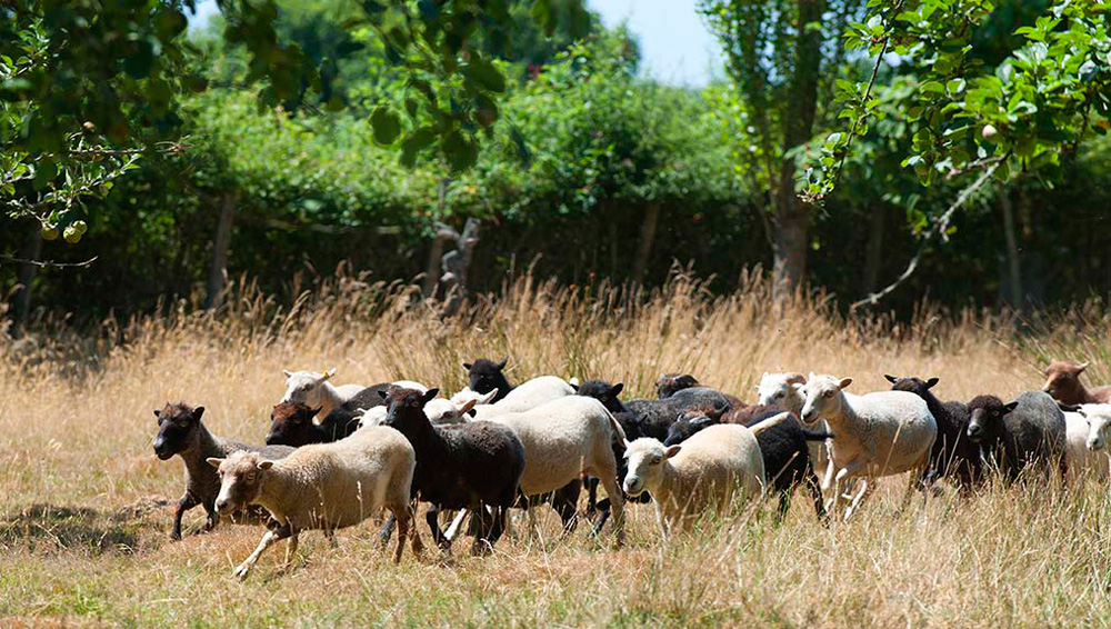 recensement 2020 du Groupement des Eleveurs de Mouton d'Ouessant