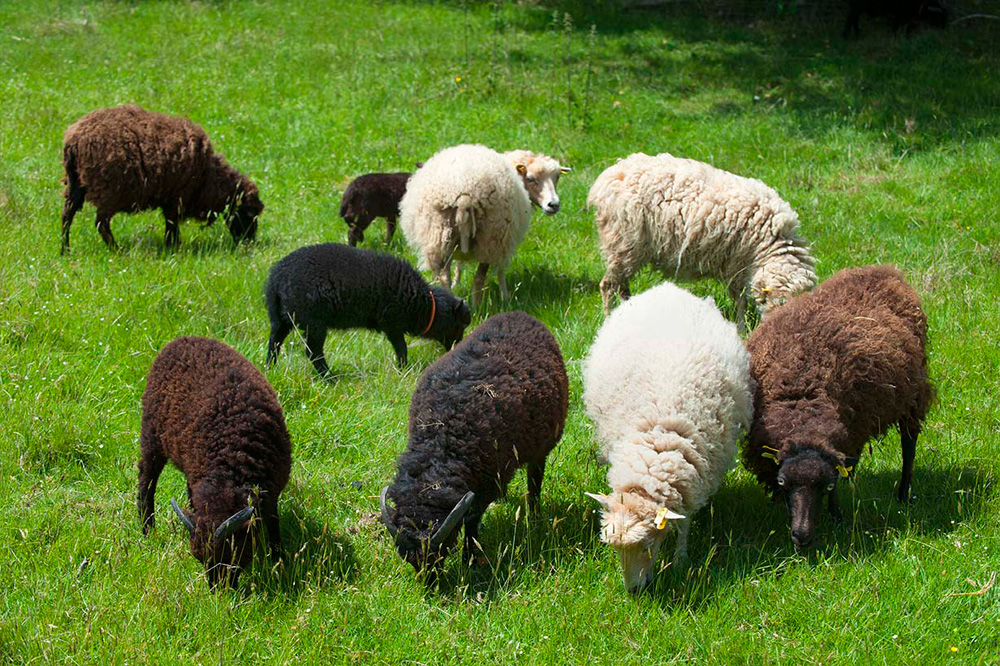 recensement 2020 du mouton d'Ouessant