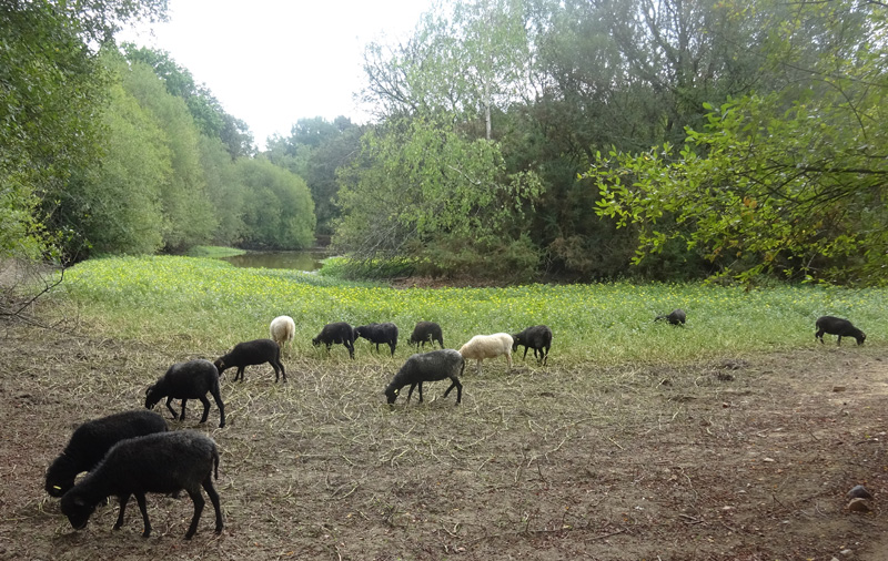 Notre troupeau de moutons d'Ouessant dans la jussie